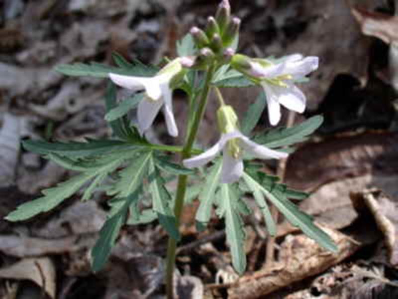 Cut-leaved Toothwort