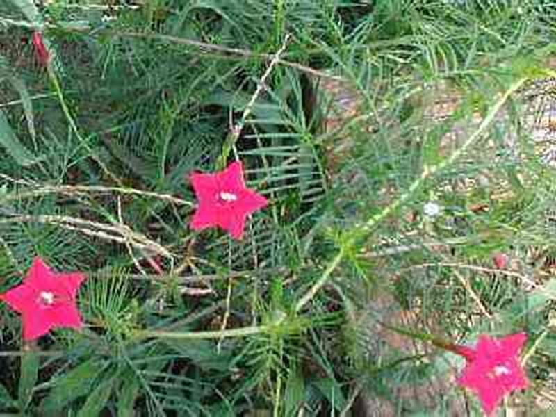 Cypress Vine