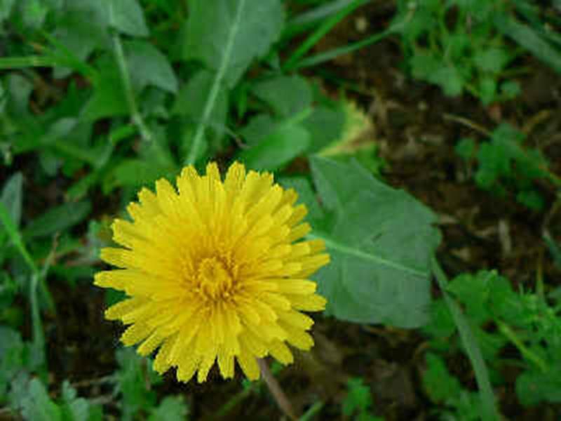 Dandelion