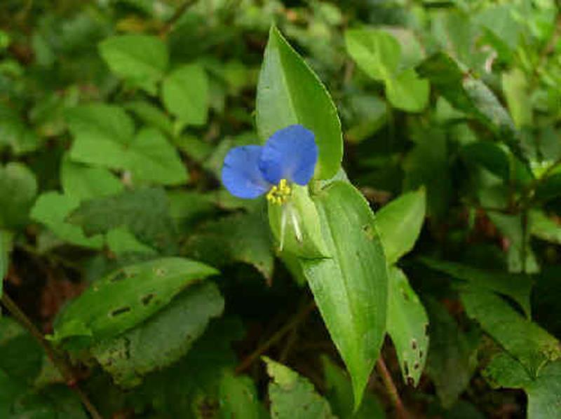 Asiatic Dayflower