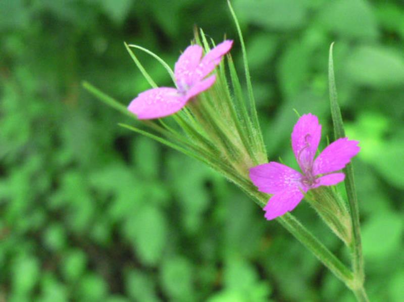 Deptford Pink