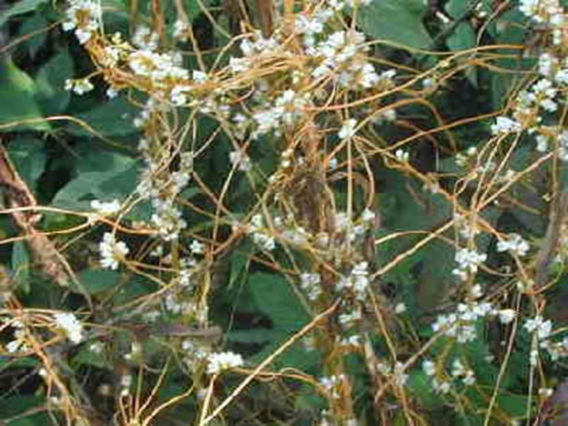 dodder