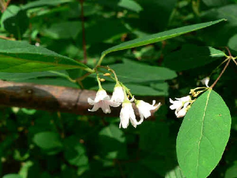 Dogbane