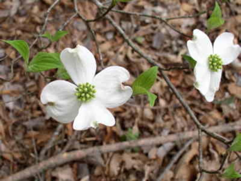 Dogwood