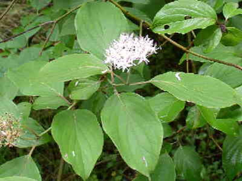 Red-Osier Dogwood