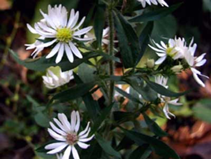 Downy Aster