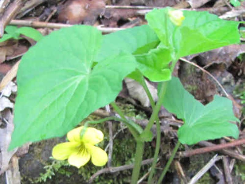 Oconee Bells