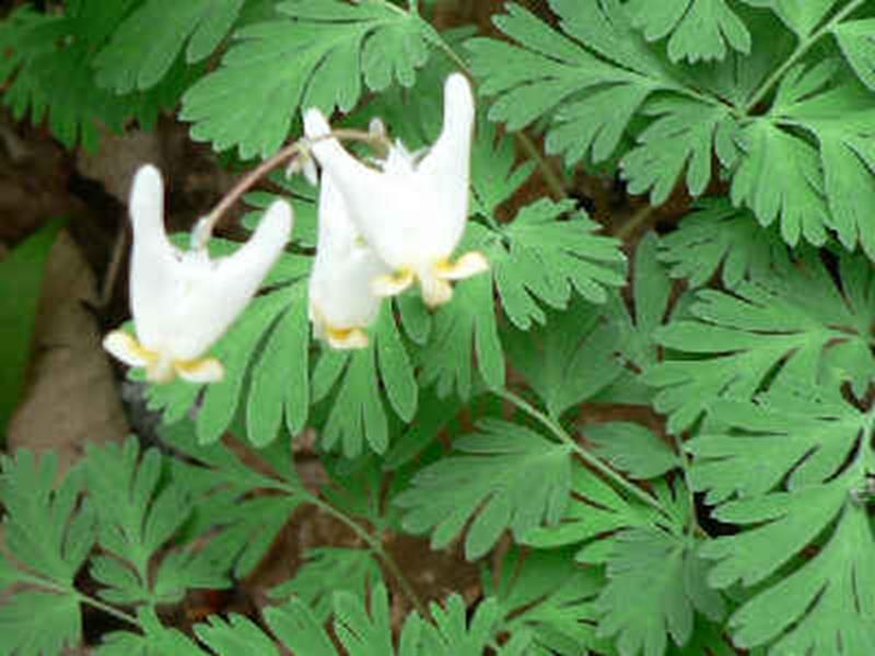 Dutchman's breeches