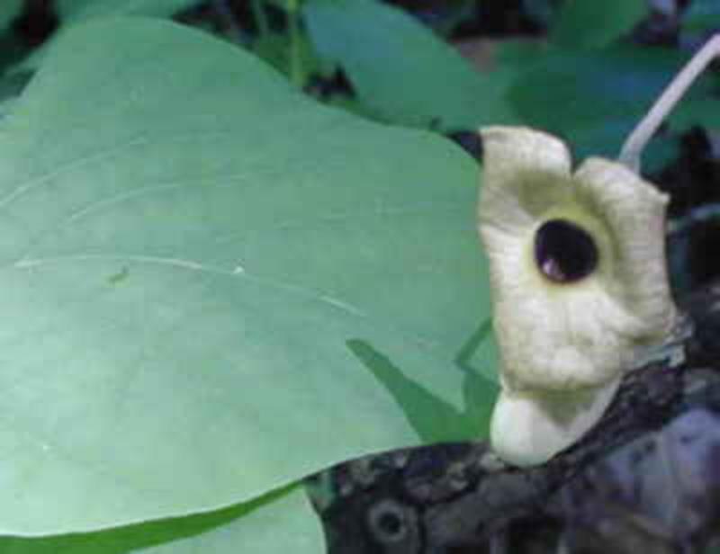 Dutchman's Pipe