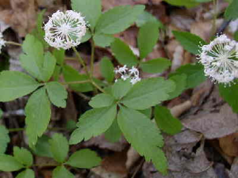 Dwarf Ginseng