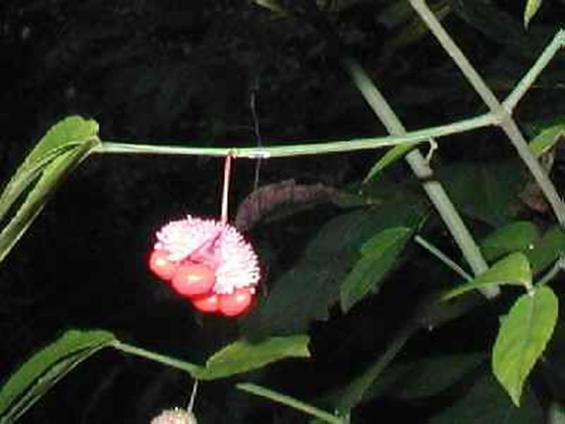 Strawberry bush