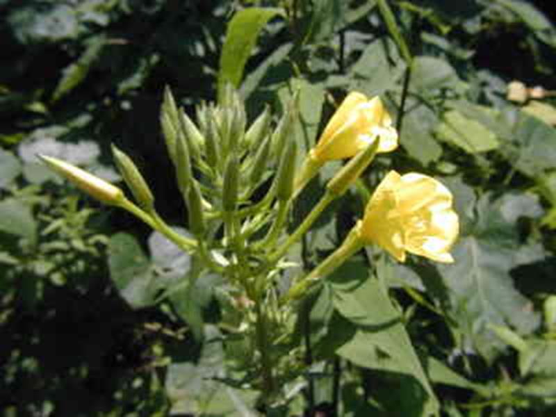 Evening Primrose