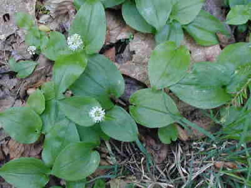 False lily-of-the valley