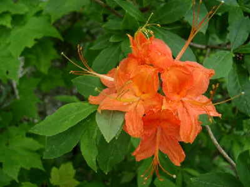 flame azalea