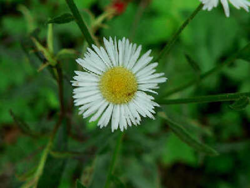 Fleabane