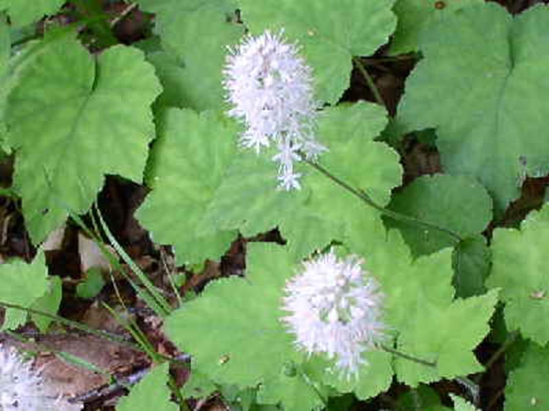 Foam flower