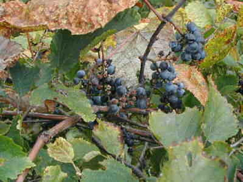 Fox grapes