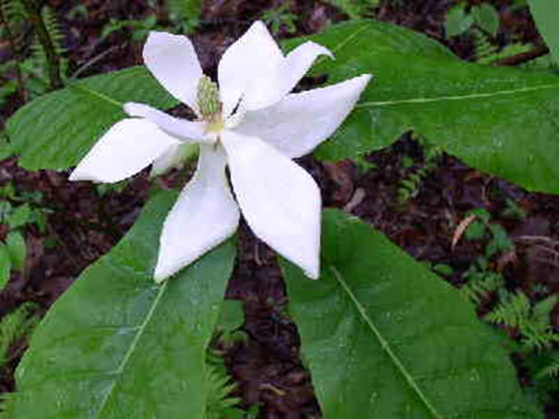 Fraser Magnolia