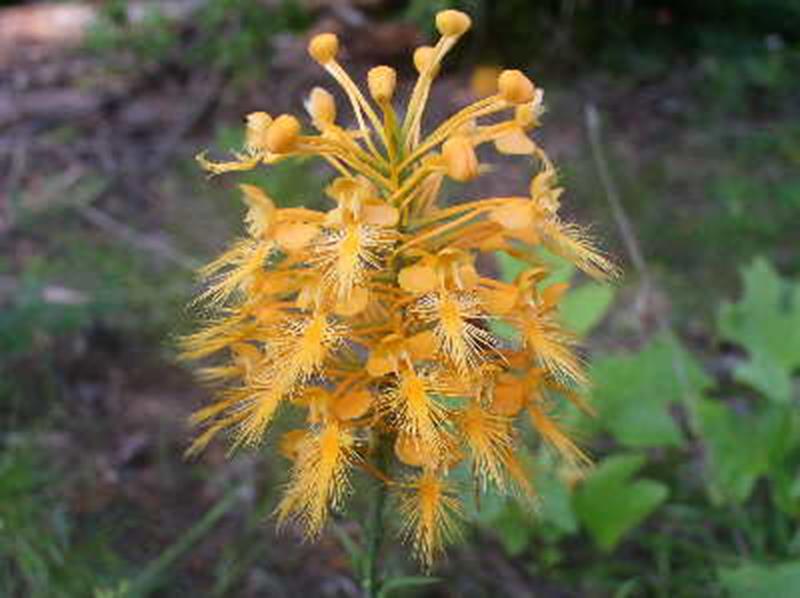 Yellow fringed orchid