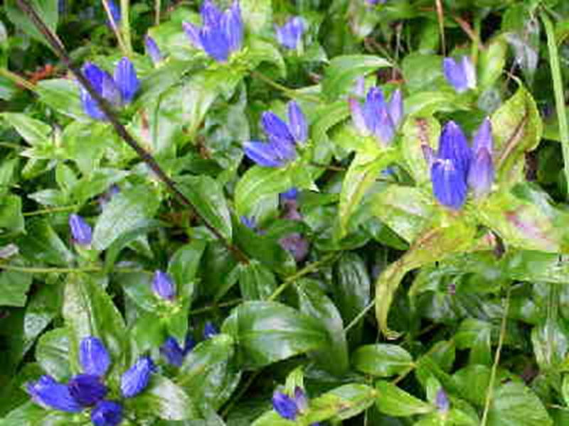 Gentian