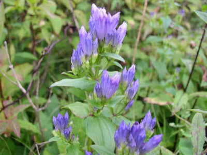 Stiff Gentian