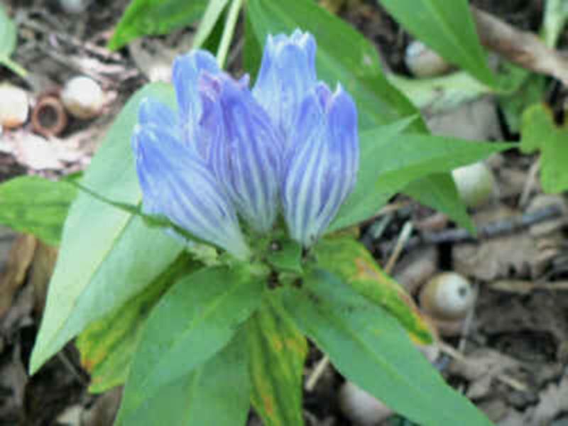 Showy Gentian