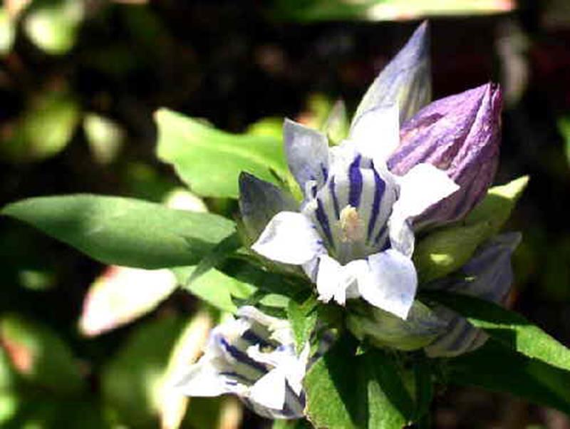 Soapwort Gentian