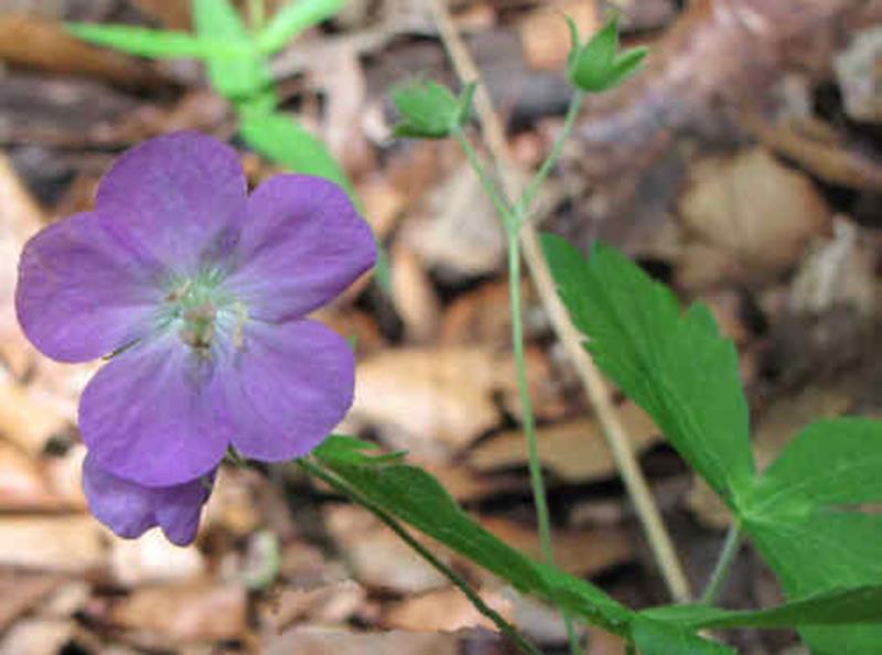 Wild Geranium