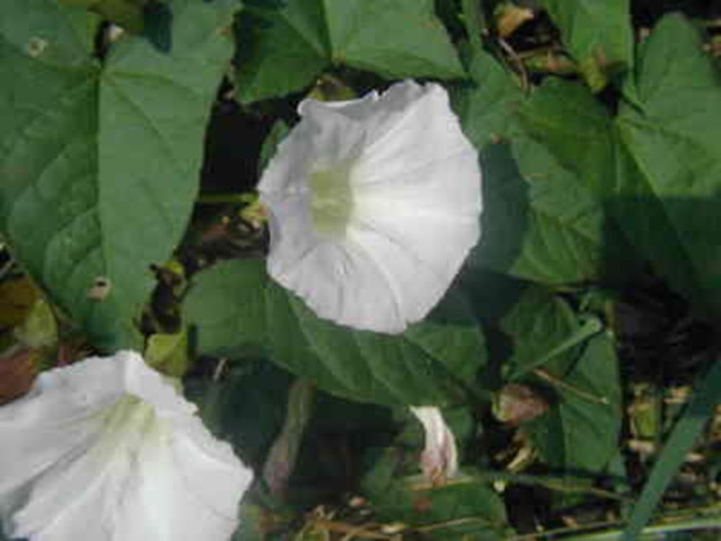 Hedge Bindweed