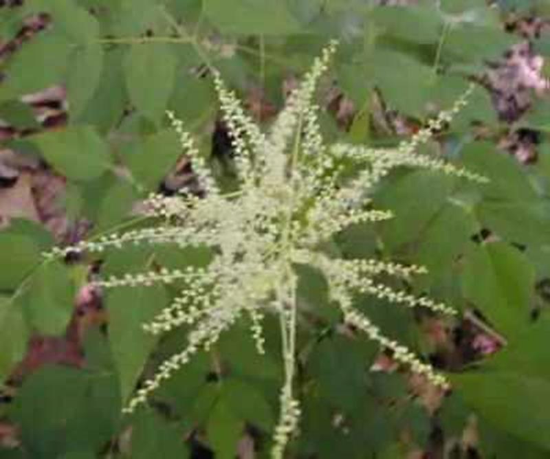 Goat's Beard