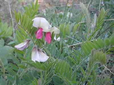 Goat's Rue