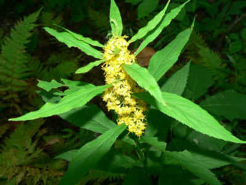 Goldenrod