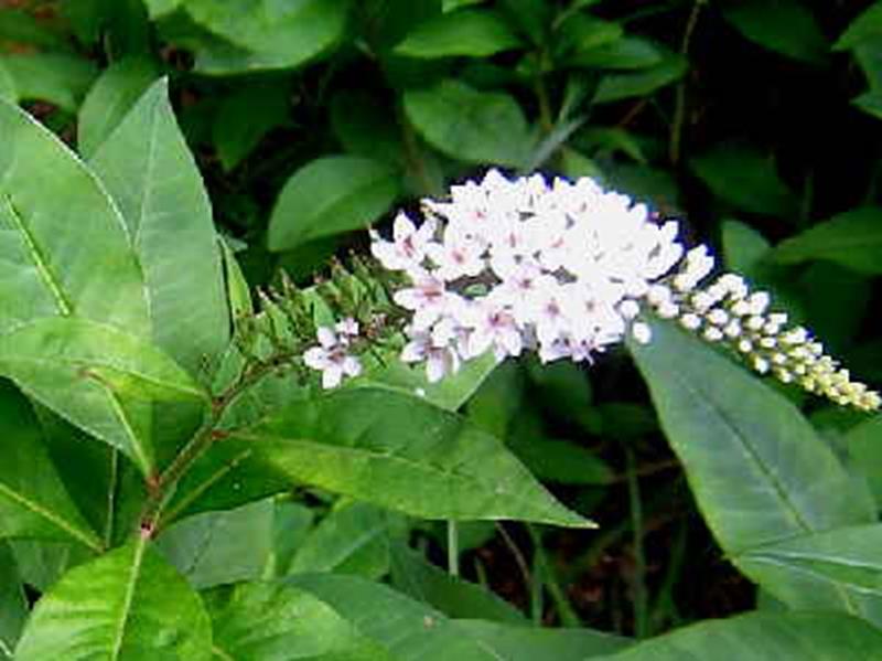 Gooseneck Loosestrife