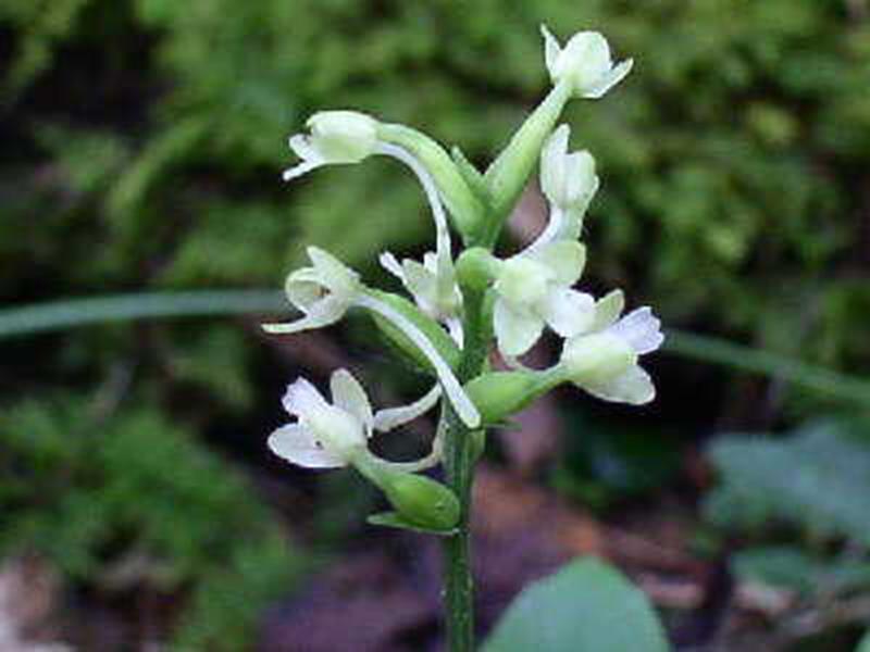 Green Wood Orchid