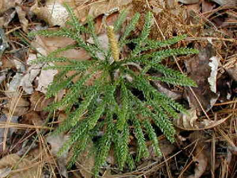 Ground Pine