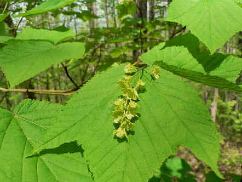 Striped Maple