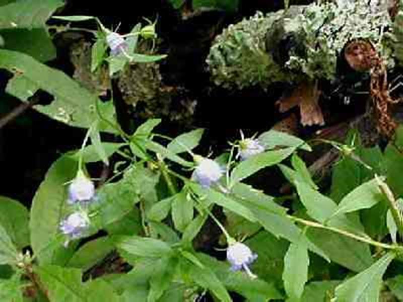 Harebell