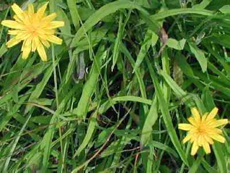 Hawkweed