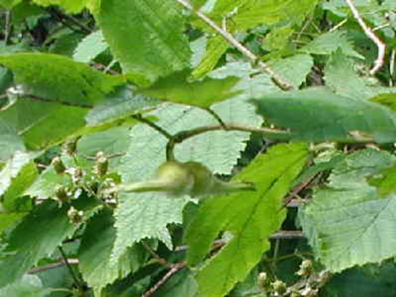 Beaked Hazel