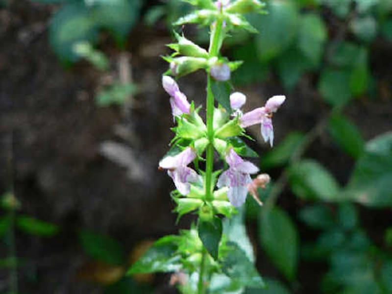 >Hedge Nettle