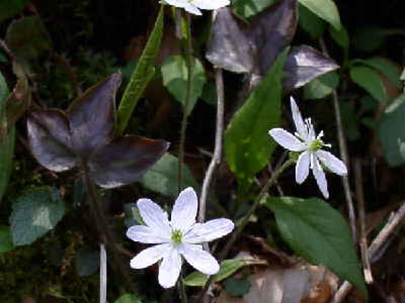 Hepatica