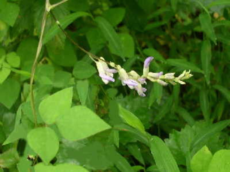 Hog-peanut