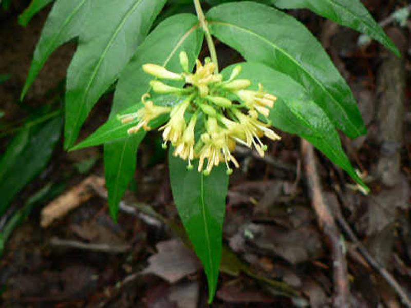 Bush Honeysuckle