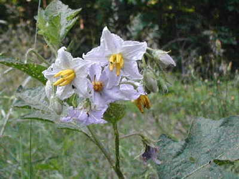 Horse Nettle