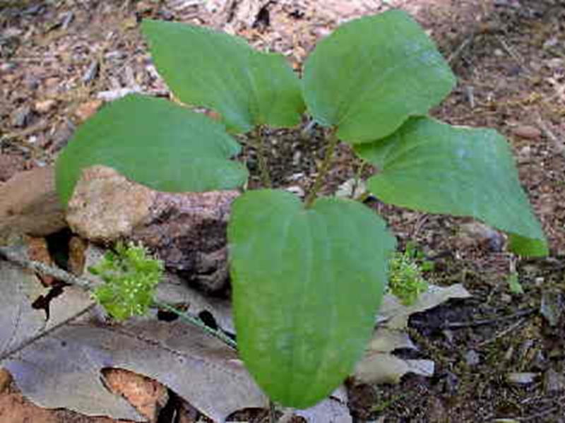 Huger's Carrion-flower