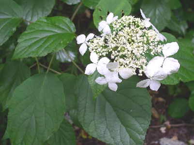 wild Hydrangea