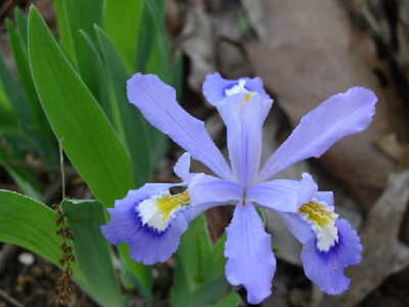 Iris cristata