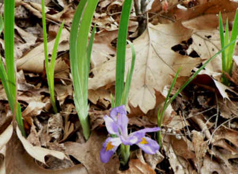 Dwarf Iris