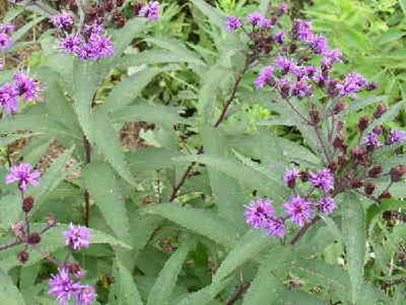 NY Ironweed