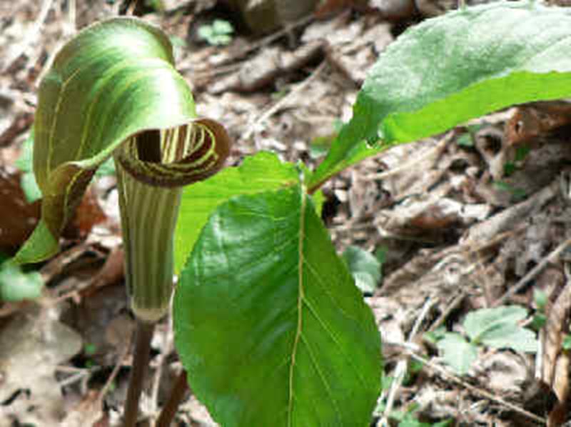 Jack-in-the-pulpit